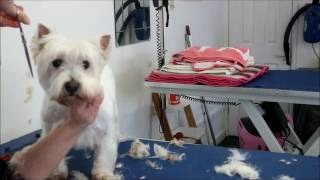 HOW TO DO A WEST HIGHLAND WHITE TERRIER [upl. by Prisilla858]