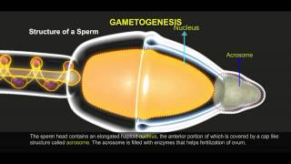 Gametogenesis 512 1 [upl. by Htaeh]