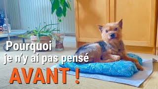 J’ai fabriqué une panière pour mon chien facile et rapide à entretenir et avec de la récup [upl. by Zetniuq560]