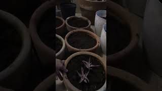 Replanting my new collection of Aloes [upl. by Dalpe]