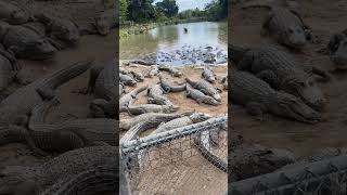 Everglades alligator farm Florida [upl. by Badr]