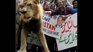 Sher hamara Nawaz Sharif [upl. by German]