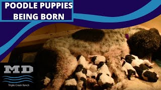 Poodle puppies being born [upl. by Odlauso]