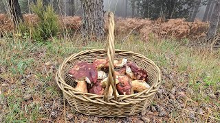 Boletus en la Niebla 🍄🍄🍄 [upl. by Nodgnal]