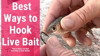 Best Ways to Hook Live Bait  How to Hook Live Bait  Best Way to Hook Mullet [upl. by Batchelor700]