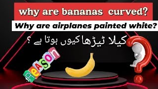 Why bananas are curved in shapewhat is geotropismScientific factsکیلا ٹیڑھا کیوں ہوتاہے ؟ [upl. by Essilrahc802]