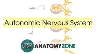 Autonomic Nervous System Introduction [upl. by Nayk681]