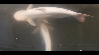 Ikan Patin ALBINO Ukuran JUMBO [upl. by Franzoni]