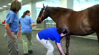 Equine Hospital Tour at the University of Tennessee Veterinary Medical Center [upl. by Aehtna]