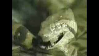 Anaconda eating the entire Crocodile [upl. by Adnyleb]