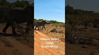 Ndlovu Safari Lodge Affordable Luxury in Big 5 Territory  South Africa Safari [upl. by Lauralee]