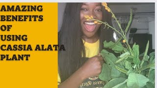 Cassia Alata plant benefits how to use senna Alata leaf candlestick plant [upl. by Scott]