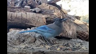 Woodpile Bird Feeder🐦11 Species 🔴LIVE STREAM REPLAY🔴Descanso CA 🐦California Mountain Bird Feeder [upl. by Seabrooke]