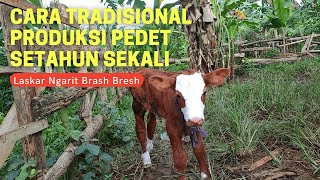 CARA TRADISIONAL PRODUKSI PEDET SETAHUN SEKALI  Belajar Dari Kandangnya Mas Agus  Part 1 [upl. by Kamal]