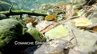 Endangered Comanche Springs Pupfish [upl. by Vivianne520]