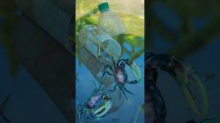 Amazing Simple Crab Trap With 2L Bottle survival crabtrap camping [upl. by Clarine]