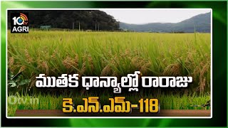 ముతక ధాన్యల్లో రారాజు KNM118  Best Paddy Varieties  Matti Manishi  10TV Agriculture [upl. by Eocsor]