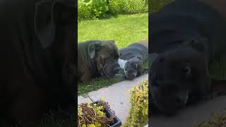 Boerboel vs pit bull [upl. by Saville]