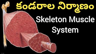 Muscleskeleton muscle system in teluguSRINU PET CREATIONSmuscle structureకండర నిర్మాణంకండర వ్యవ [upl. by Seidnac]