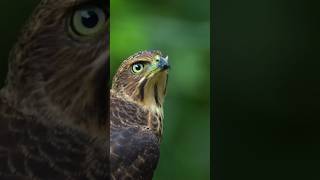 Falcon flying with monitor lizard falcons catching prey wildlife shorts [upl. by Florin]