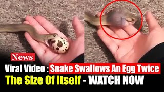 Viral Video Snake swallows an egg twice the size of itself  WATCH NOW [upl. by Nicodemus922]