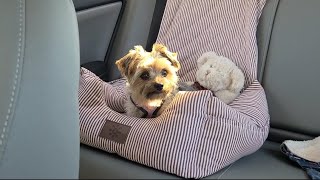 Rylies adorable quest to find another Hermie 🦔 yorkies viralvideo Rylie [upl. by Hashimoto]