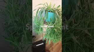 Spider plant Chlorophytum comosum garden greenhousegives gardening greenhouselife [upl. by Alon]