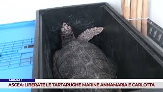 ANIMALI ASCEA LIBERATE LE 2 TARTARUGHE MARINE ANNAMARIA E CARLOTTA [upl. by Haerle345]