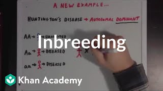 Inbreeding  Biomolecules  MCAT  Khan Academy [upl. by Asiram]