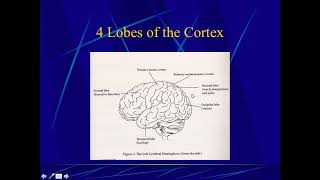 Introduction to Psychology 4 Lobes of the Cerebral Cortex [upl. by Ahsiem]