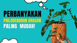 Tips dan Trik Mudah Perbanyakan Tanaman Philodendron Dragon Dengan Teknik Cutting Water Propagation [upl. by Cohette852]