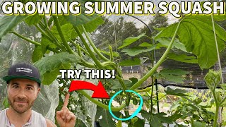 2 Ways To Grow Zucchini And Summer Squash You May Not Know [upl. by Daigle]