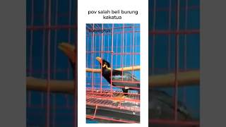 paket paket punten shortvideo meme burung [upl. by Amanda582]