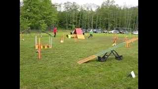 Belgian shepherd groenendael agility [upl. by Yseulte321]