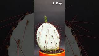 Cactus Growing TimeLapse [upl. by Eenahc692]