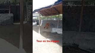 Tour en Arequipa incalpaca llamas vicuñas y huanacos [upl. by Bar]