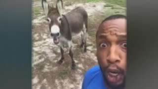 Singing donkey goes viral [upl. by Alius503]