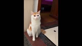 🦒Longnecked cat cat cute pets funny animals cutecat kitten adorable cuteanimals [upl. by Myers]