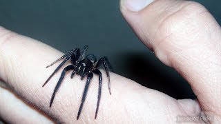 Burke Museum spider expert on bites house spiders and webs [upl. by Ennad]