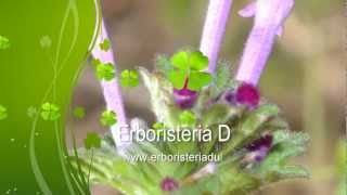 Erboristeria Video per Riconoscere Erbe Piante e Fiori di Primavera  Erboristeria Dulcamara [upl. by Ellon]