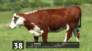 LOTE 38 TAT 06001 F Hereford [upl. by Christos513]