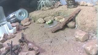 🐜 Arena Day 1483 1 Messor Barbarus Ant Farm Video Diary [upl. by Gnues]