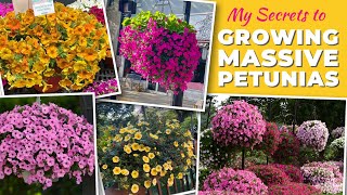 My Secrets to Growing Massive Petunias [upl. by Giles]