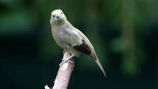 Palm Tanager [upl. by Beverley]