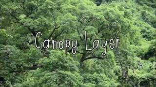 What are the layers of the rainforest [upl. by Shields]