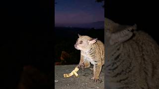 BUSH BABIES DINNER TIME shorts bushbabies animals night nature nightlife [upl. by Nawk]