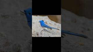 Blacknaped Monarch birds birdsounds birdslover natureandbirdssoundsrelaxingmusic [upl. by Connors593]