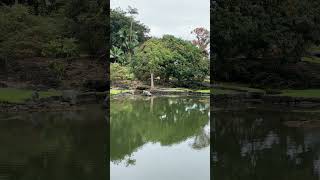 Liliuokalani Gardens in Hilo hilohawaii [upl. by Hillery]