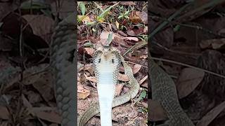 ANGRY SPITTING COBRA STANDOFF shorts cobra snake [upl. by Lambert]