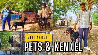 🐕‍🦺Vellakovil Dogs Kennel  Puppies for Sale🐕✨ Pets Boarding Available💥 Tamil Vlog‼️✨ [upl. by Sou]